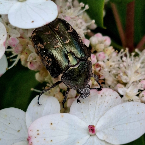 Copper Chafer