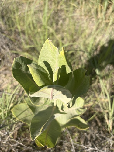 common milkweed