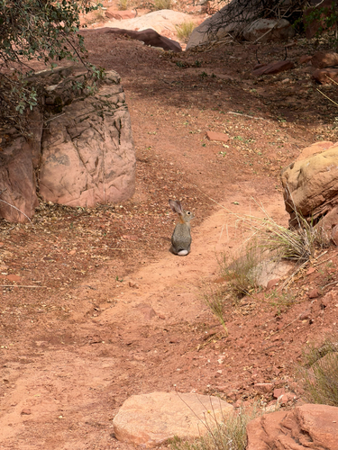 Desert Cottontail observed by isitaturnip