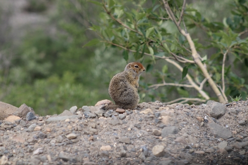 Arctic Ground Squirrel observed by jrs22x