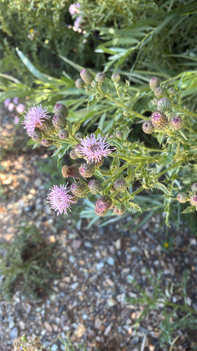 creeping thistle