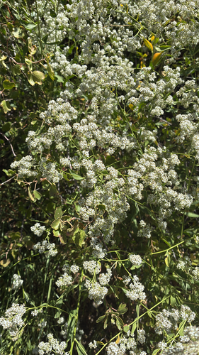 broadleaved pepperweed