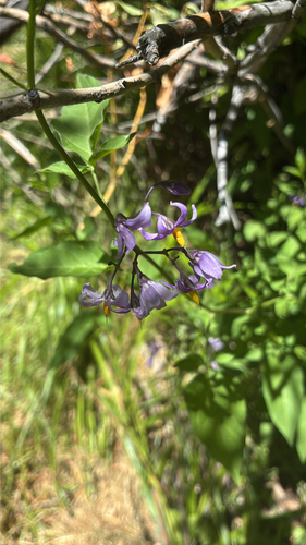 bittersweet nightshade