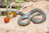 Regal Ringneck Snake - Photo (c) noahk16, all rights reserved, uploaded by noahk16