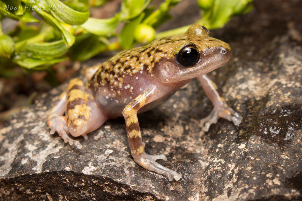 Cliff Chirping Frog (Eleutherodactylus marnockii)