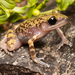 Spotted Chirping Frog - Photo (c) noahk16, all rights reserved, uploaded by noahk16