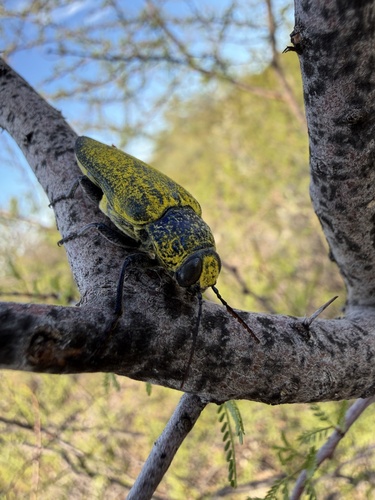 Gyascutus caelatus