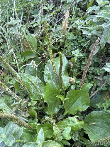 greater plantain