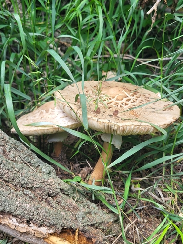 Shaggy Parasol