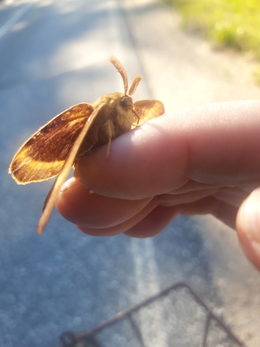 Oak Eggar