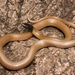Big Bend Blackhead Snake - Photo (c) noahk16, all rights reserved, uploaded by Noah Fields