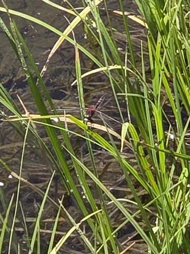 iNaturalist observation photo of Skimmers