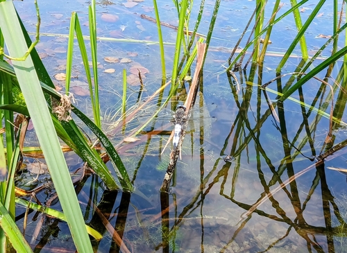 Scarce Chaser