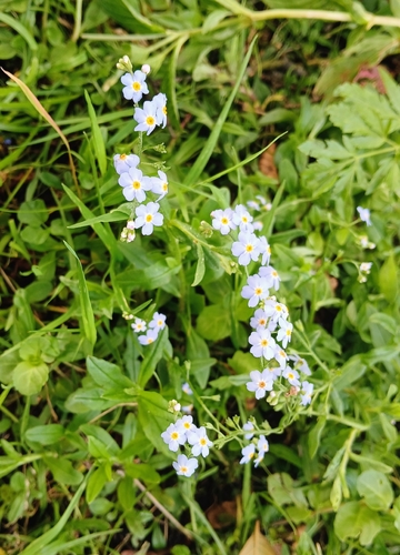 water forget-me-not