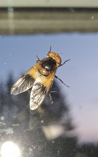 Pellucid Hover Fly