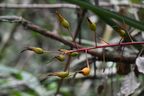 Billbergia viridiflora