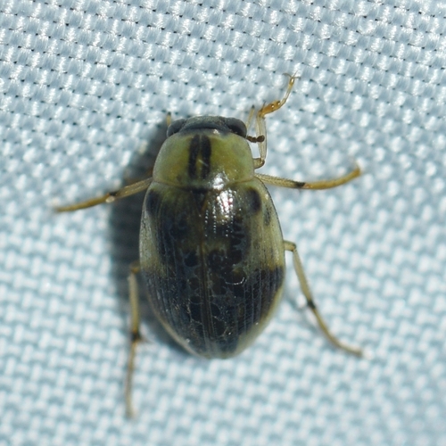 Berosus miles