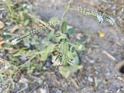 European heliotrope