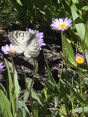 iNaturalist observation photo of Clodius Parnassian