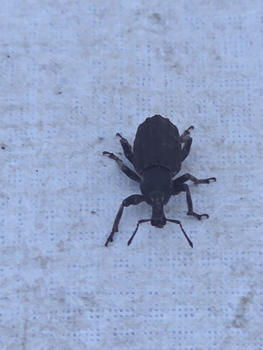 iNaturalist observation photo of True Weevils
