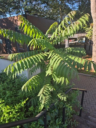 Brazilian Cedarwood
