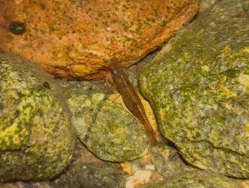 European Freshwater Shrimp