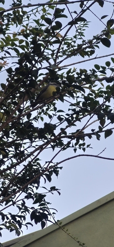 Bananaquit