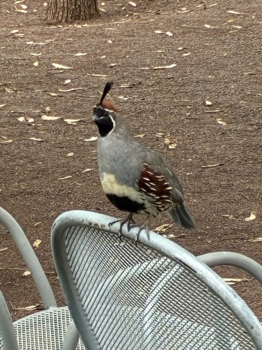 Gambel's Quail observed by kelp13