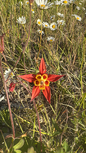 western columbine