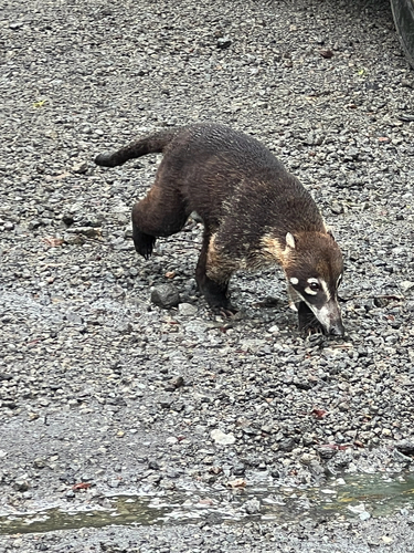 White-nosed Coati observed by martin_r2025