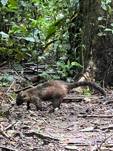 White-nosed Coati observed by martin_r2025