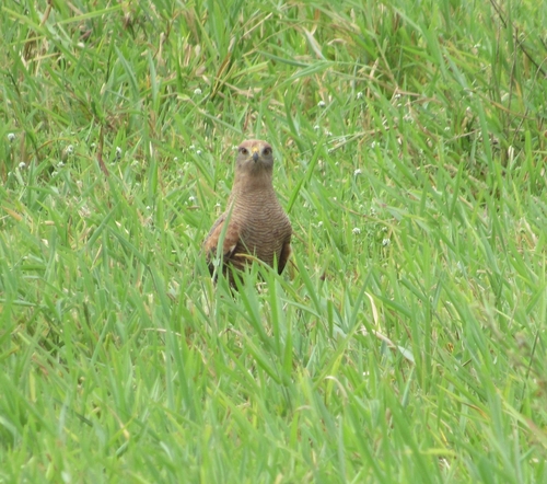 Savanna Hawk