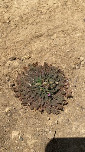 iNaturalist observation photo of Redstem Stork's-bill