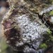 Opegrapha vermicellifera - Photo (c) wouterteunissen, all rights reserved, uploaded by wouterteunissen