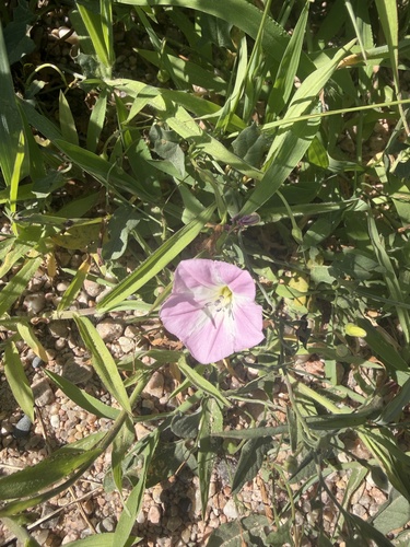 field bindweed