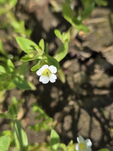 clammy hedge-hyssop
