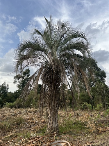yatay palm