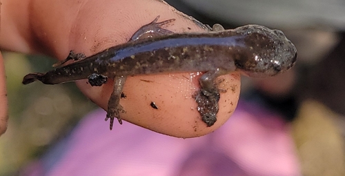 Spotted Salamander observed by rhacodactylusdaly