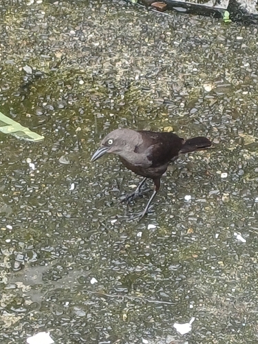 Carib Grackle