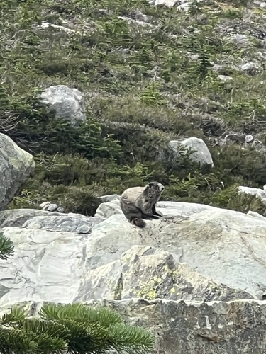 Hoary Marmot observed by jimfitzftw