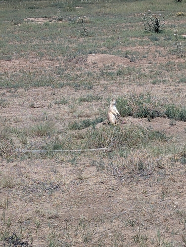 Black-tailed Prairie Dog observed by annmariedavis