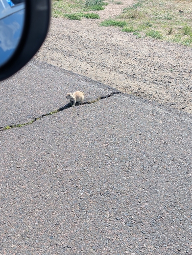 Black-tailed Prairie Dog observed by annmariedavis