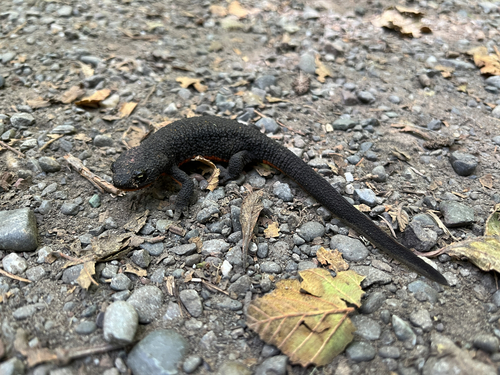 Rough-skinned Newt observed by michael694