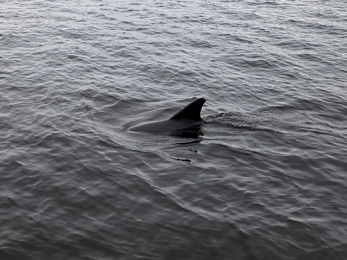 Common Bottlenose Dolphin observed by torminator407