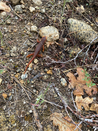 iNaturalist observation photo of Sierra Newt