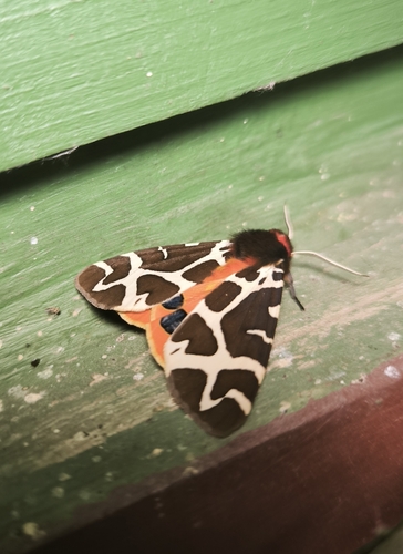 Garden Tiger
