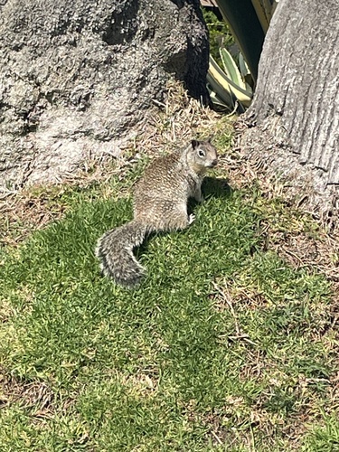California Ground Squirrel observed by finleyhartley