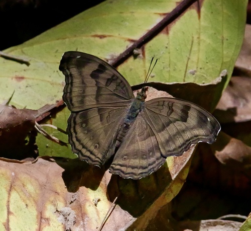 Chocolate Pansy