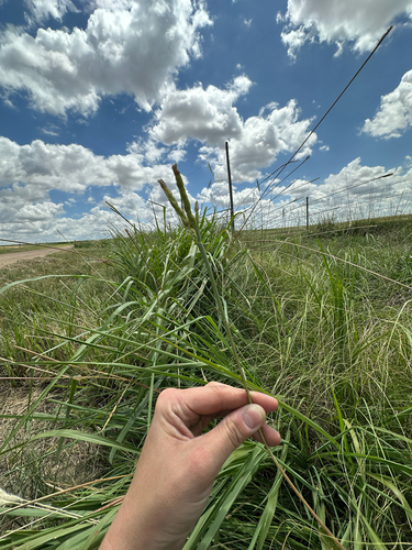 eastern gamagrass