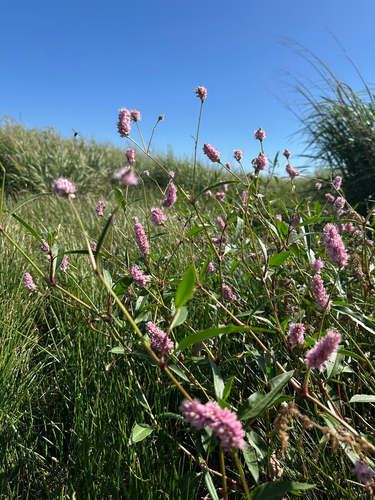Pink Smartweed